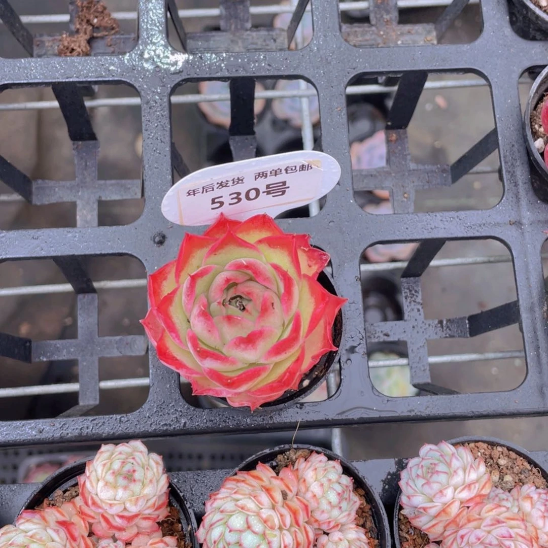 530号粉泡泡单头老桩一个