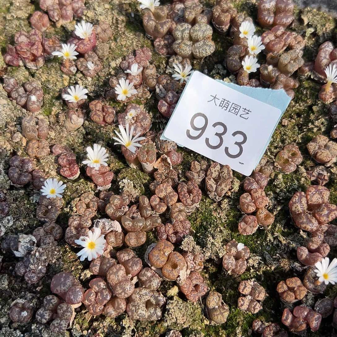 000933量拍多色体彩蝴蝶勋章双头8颗