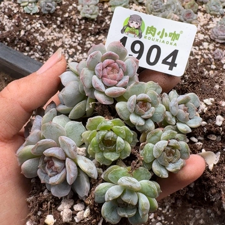 多肉植物多肉植物