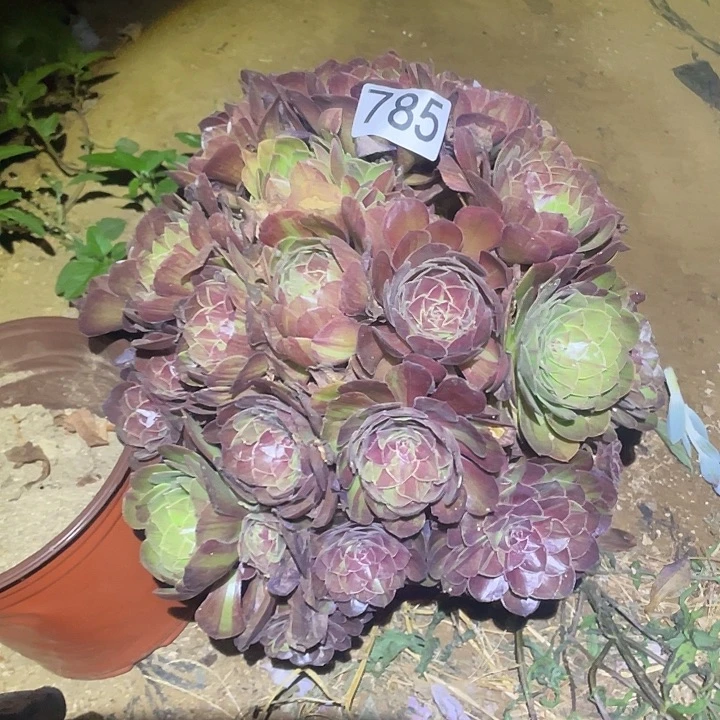 多肉植物法师785花月夜