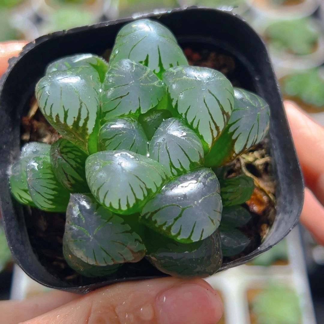 3822多肉植物一颗