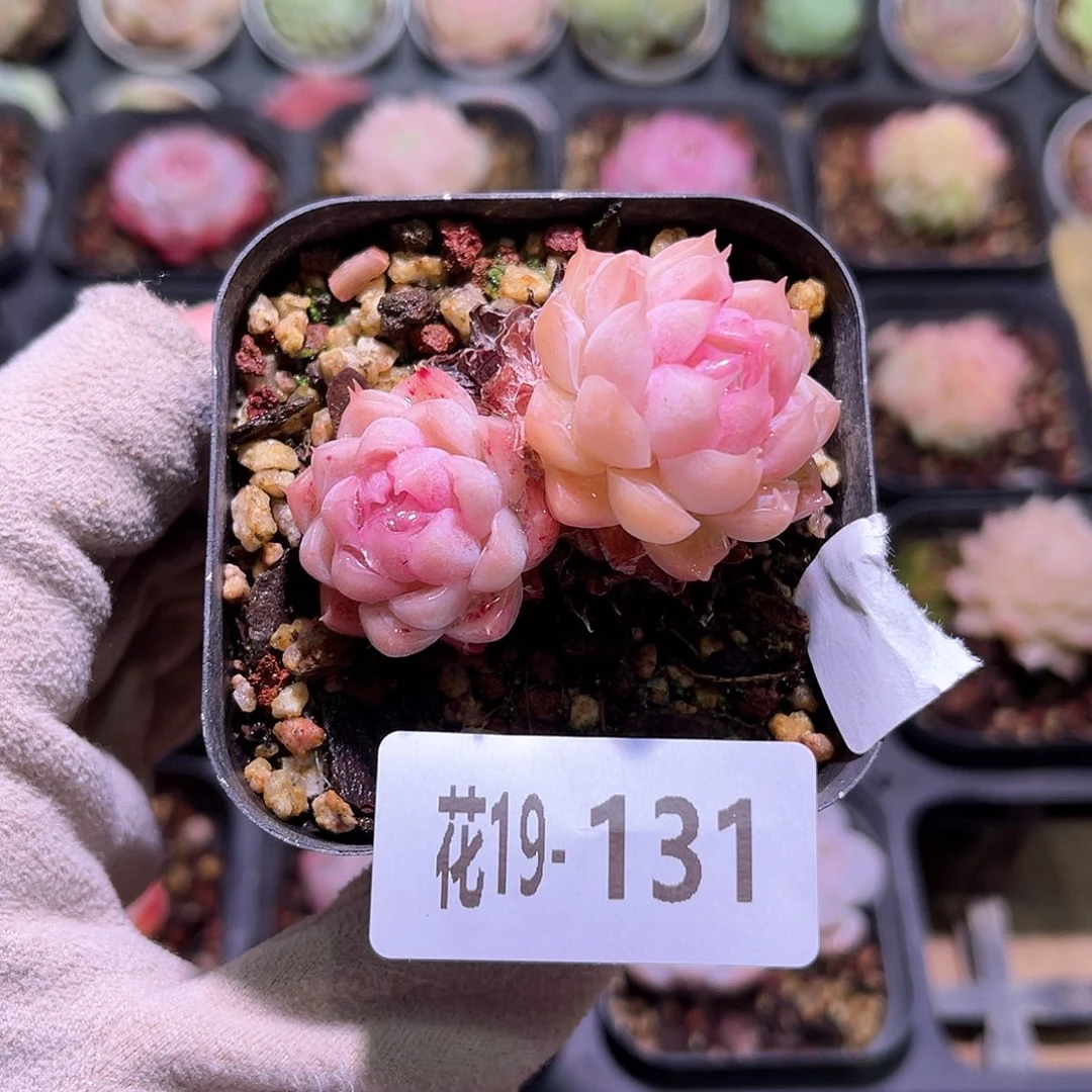 花利美19-131麦秆带仔