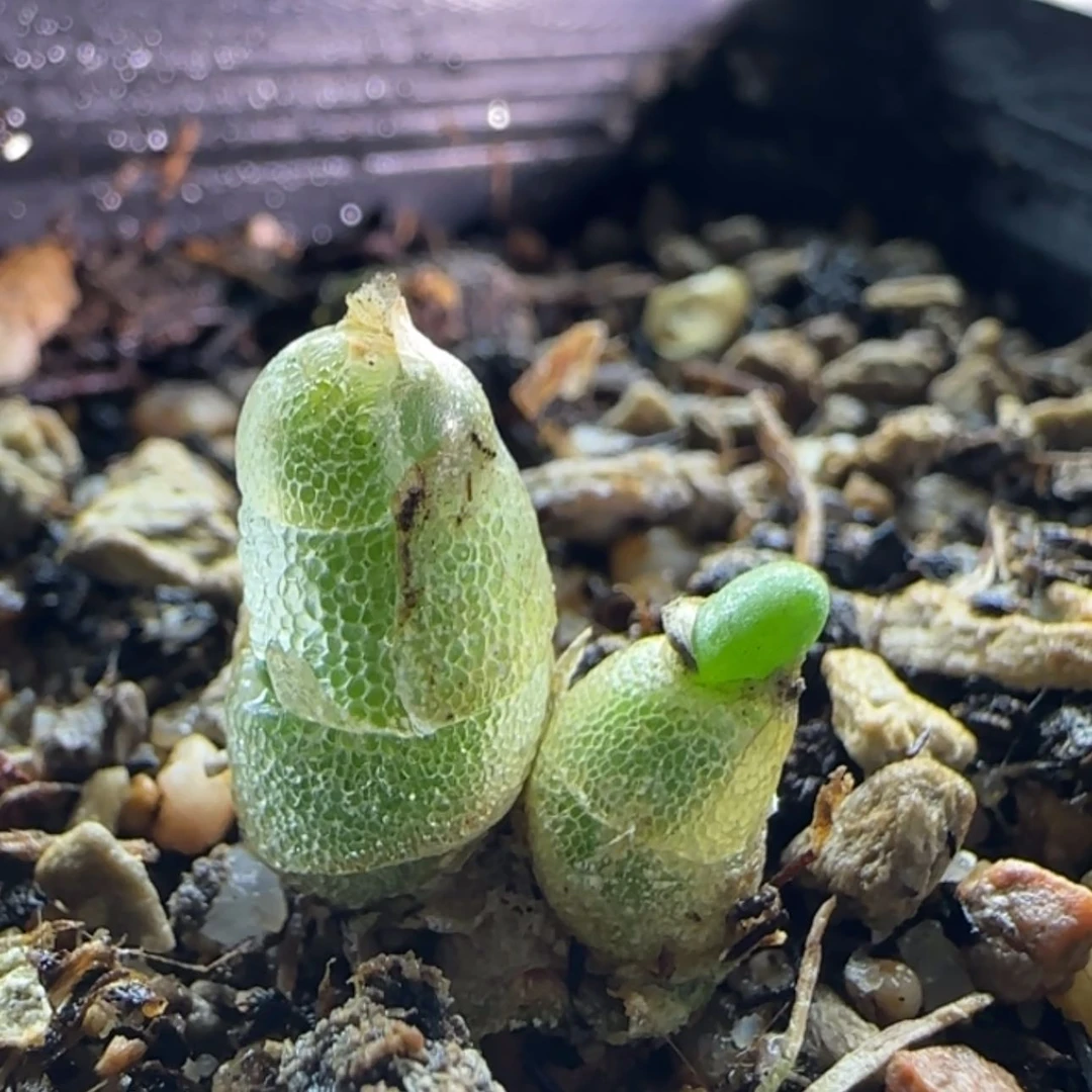 【闪购商品】19013亲子姬