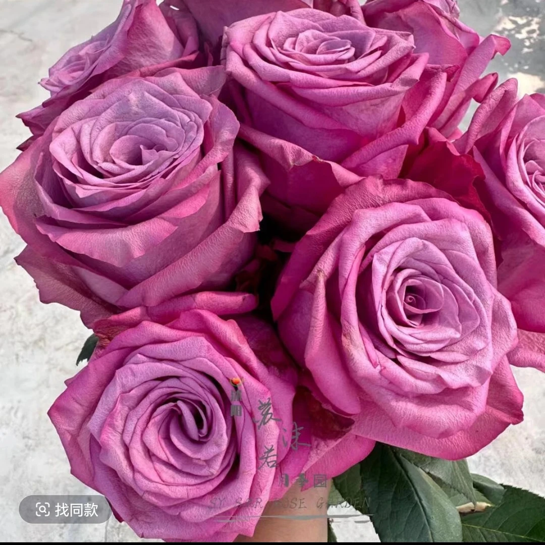 超级紫/酒神 超新品进口切花多季节重复开花