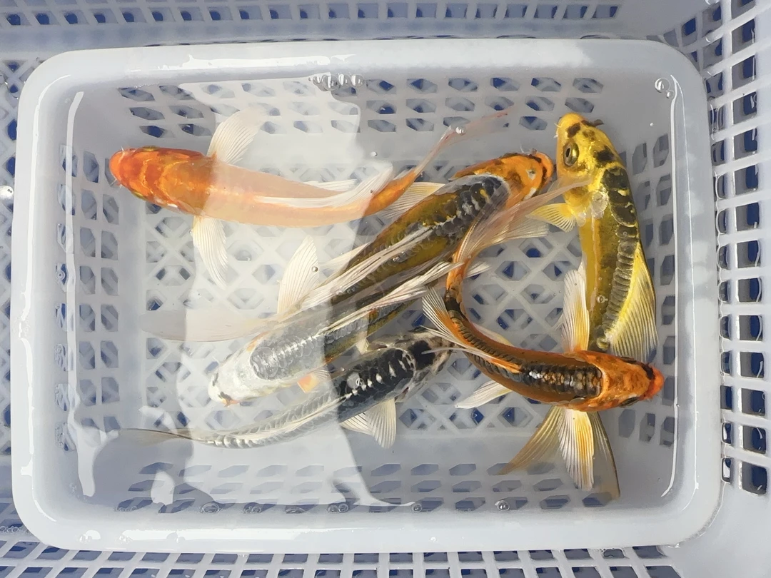 9号【12-14厘米德日系随机发7条】冷水鱼 观赏鱼