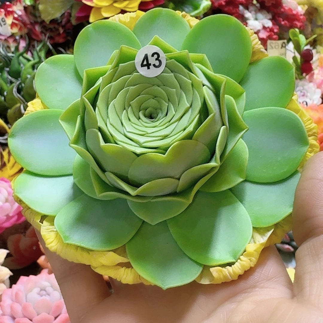 玫瑰玫瑰玫瑰玫瑰