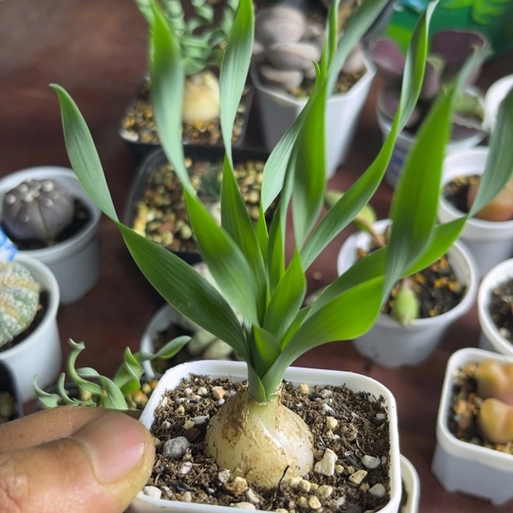 宽叶弹簧草可爱嘟嘟022