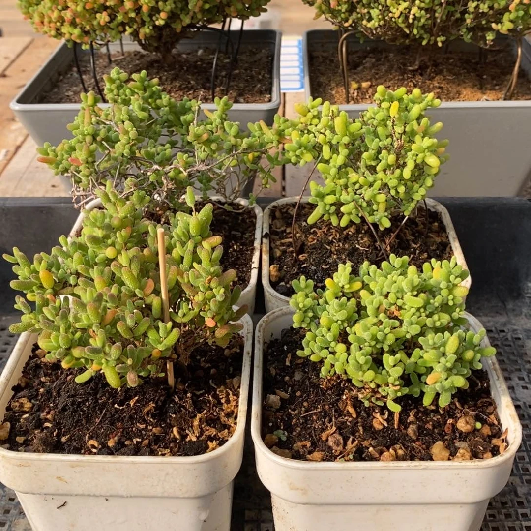 枝干番杏多肉植物220