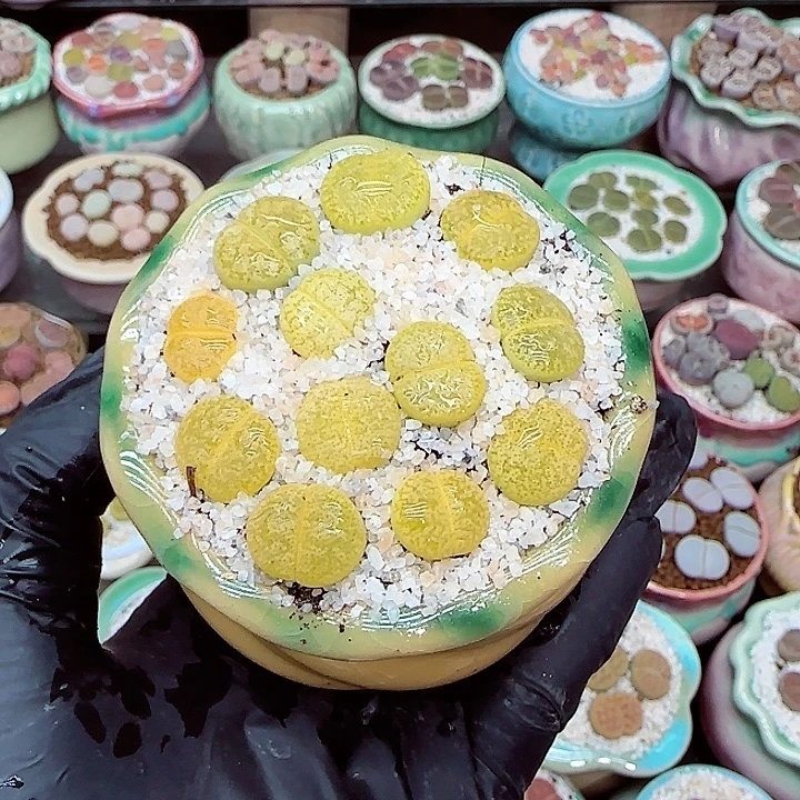 生石花满18包邮1220-81