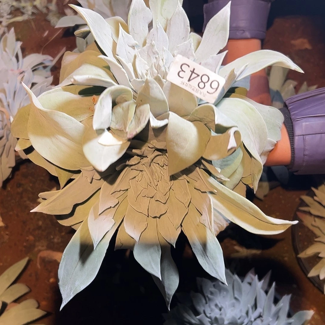 浅***唇3代杂交仙女杯多肉。