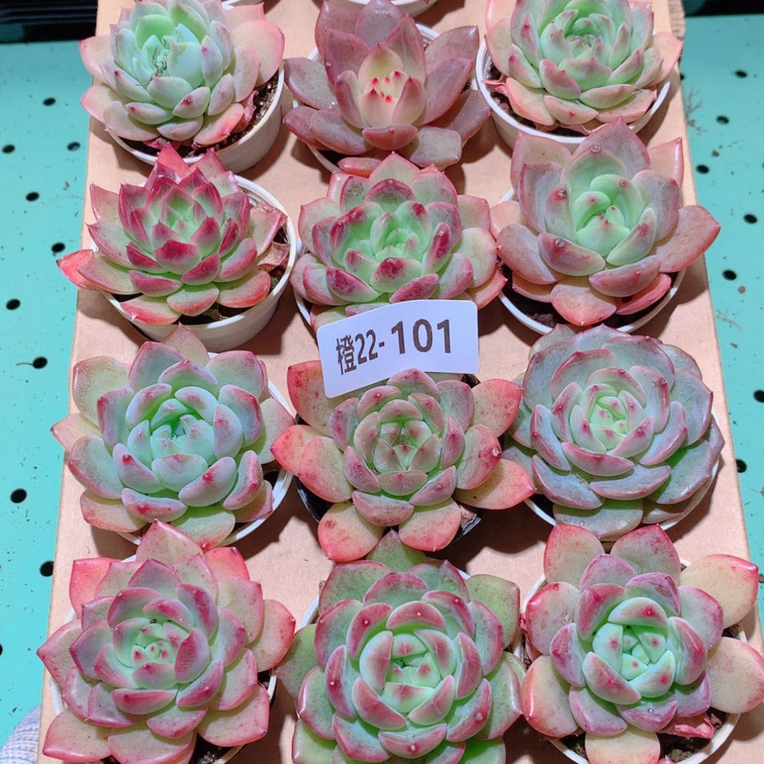 22-101一物一拍多肉带盆18颗