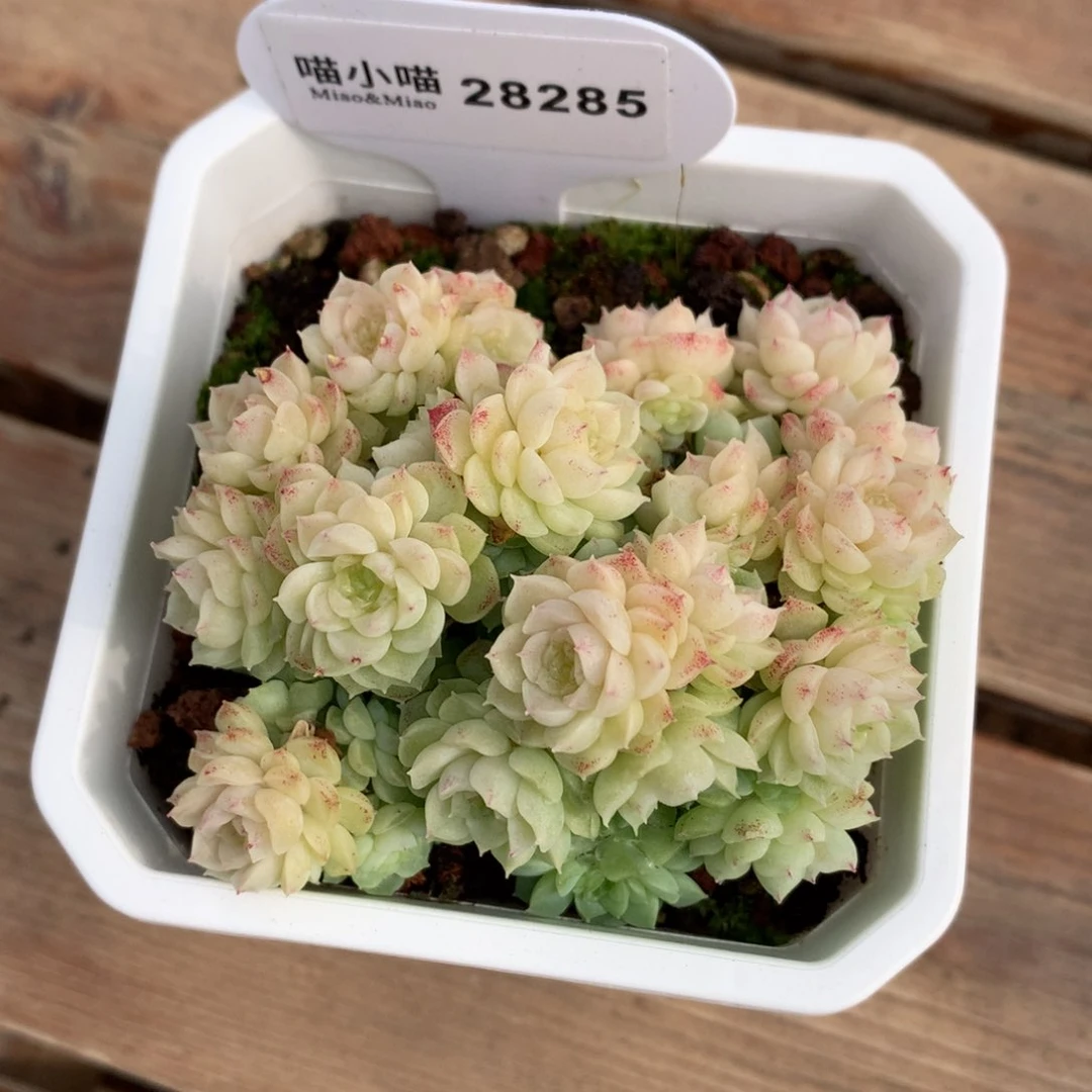 白*子多肉植物麦秆珍妮