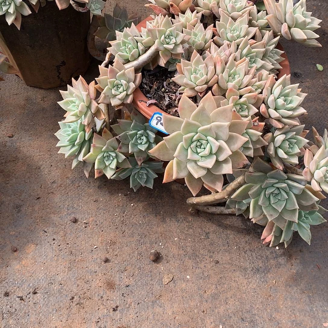 926血色黄昏 一物一拍多肉