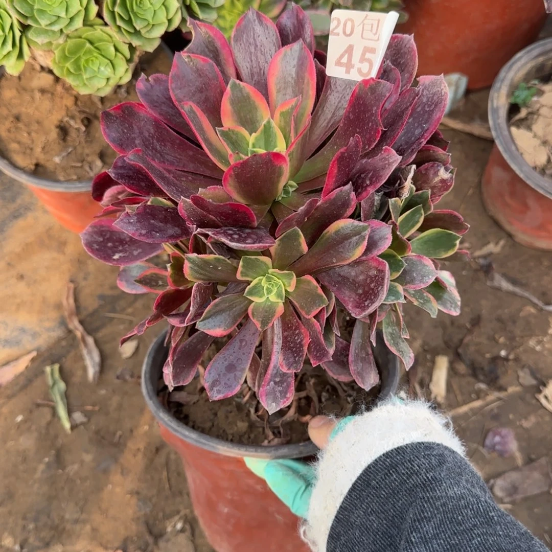 金丝450满20包邮断枝不包