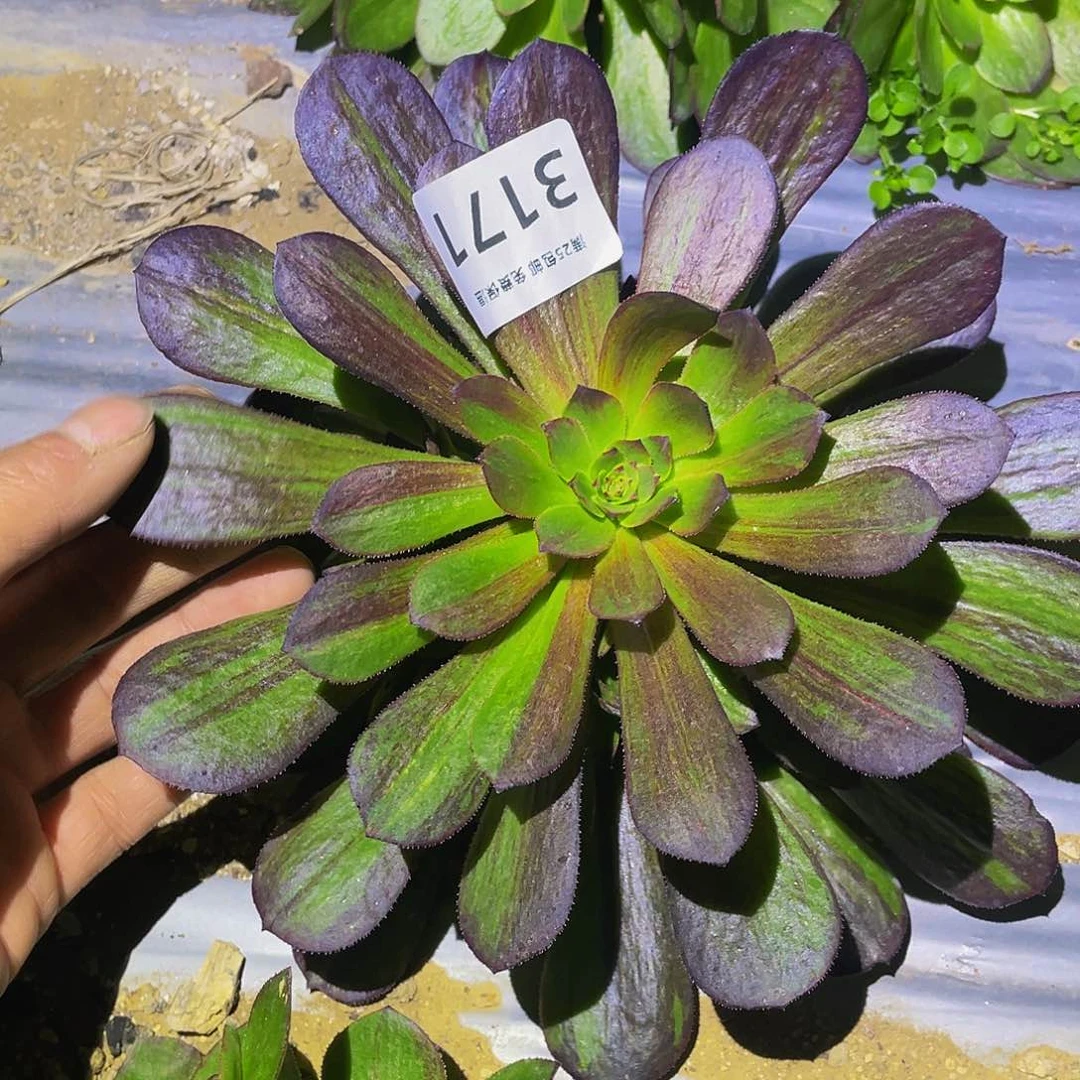 3271花月夜多肉植物