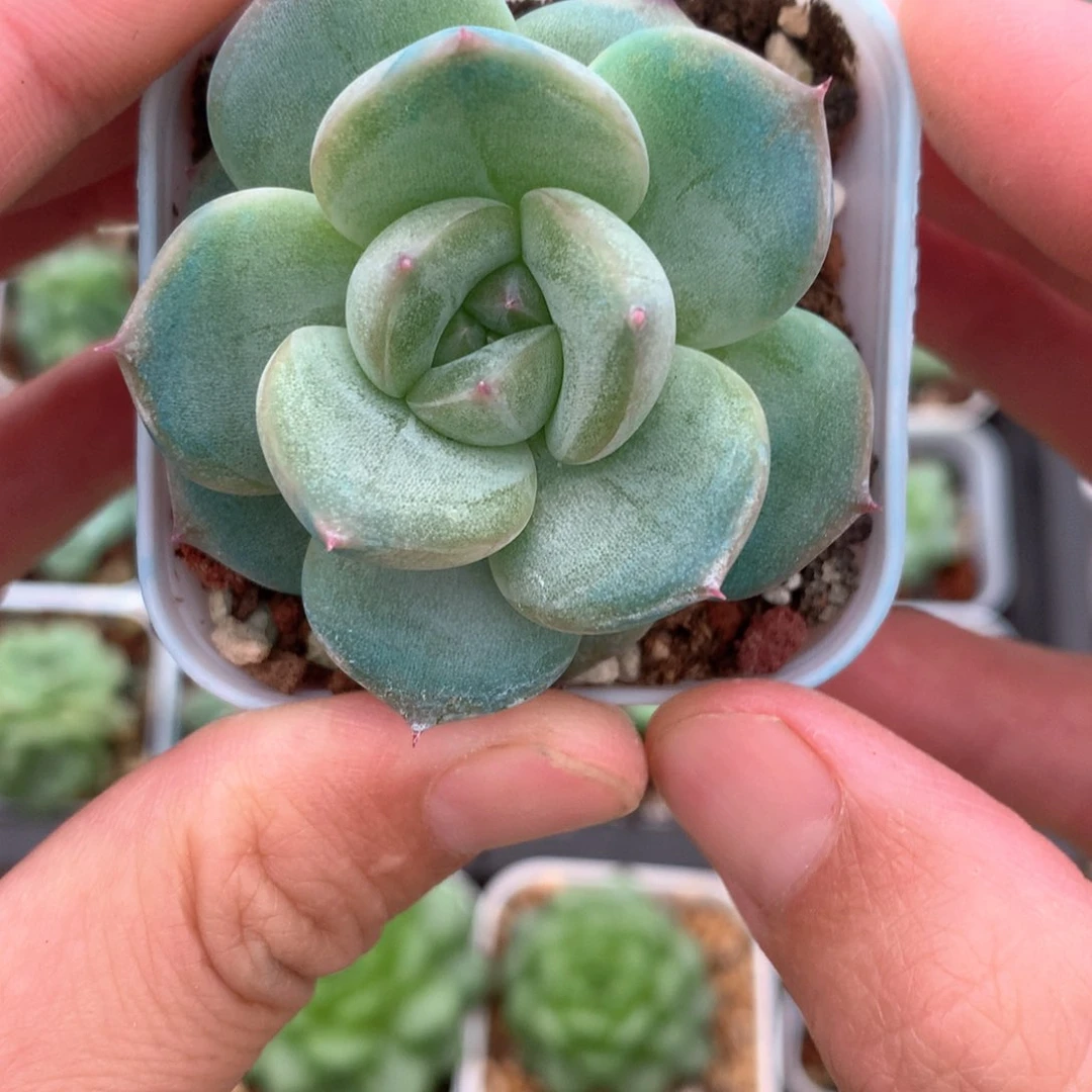 大宽叶外翻一颗8号♥️