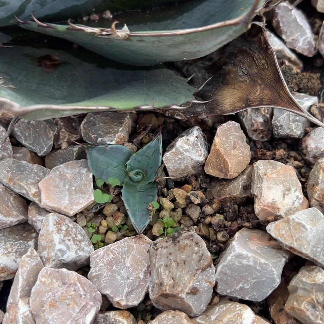 多肉植物龙舌兰道