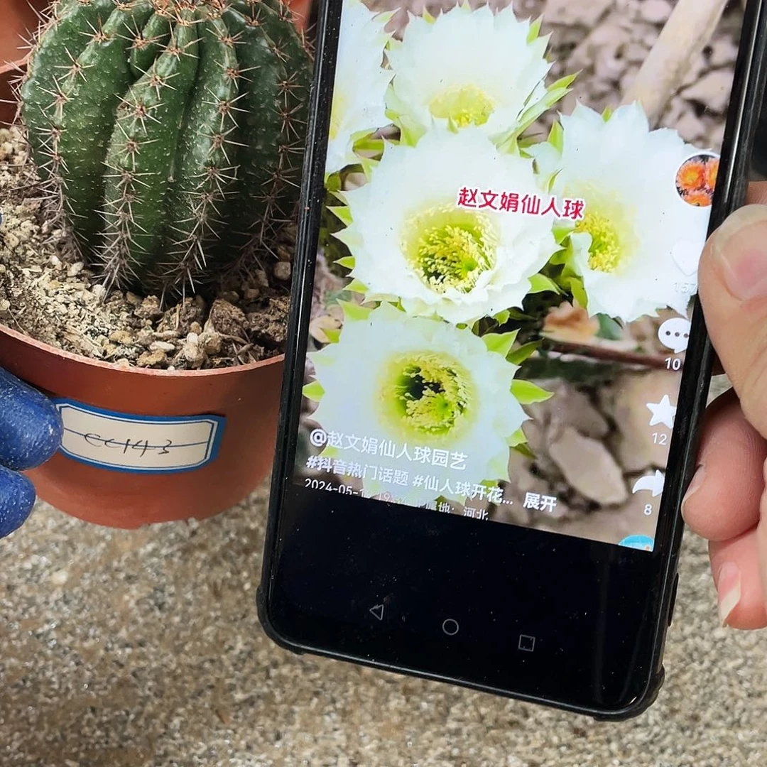 Cc143自根球5公分以上满18包邮