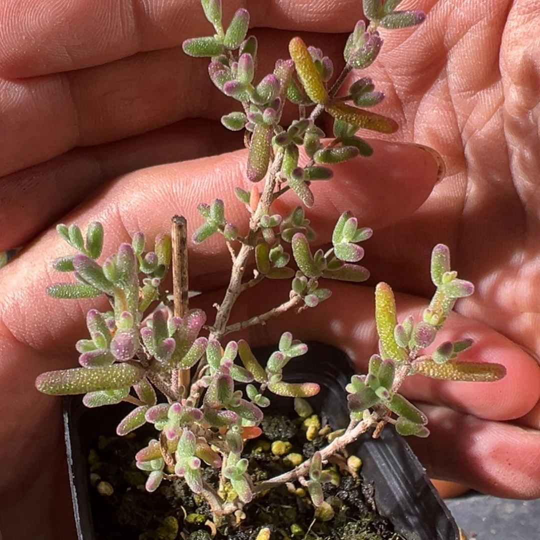 紫砂糖锦55杯老桩