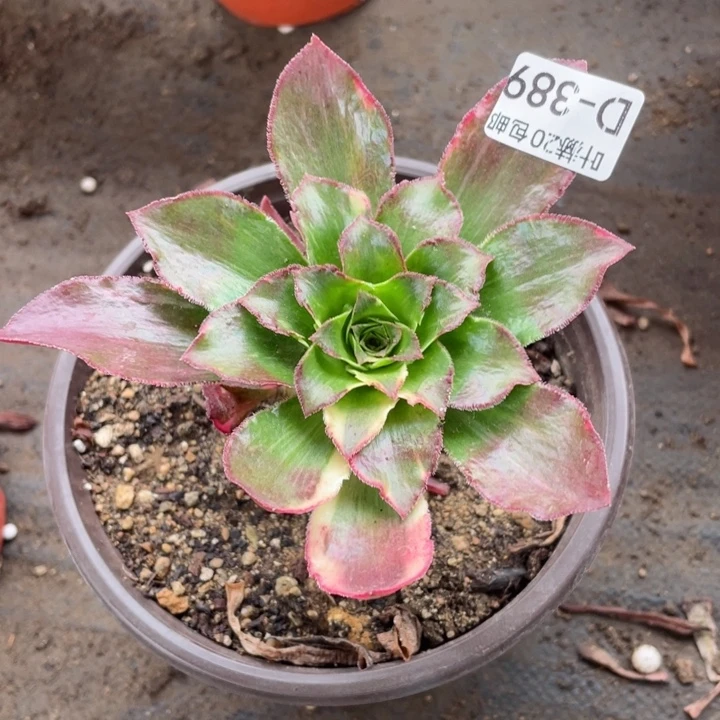 389魅影七彩多肉123446789