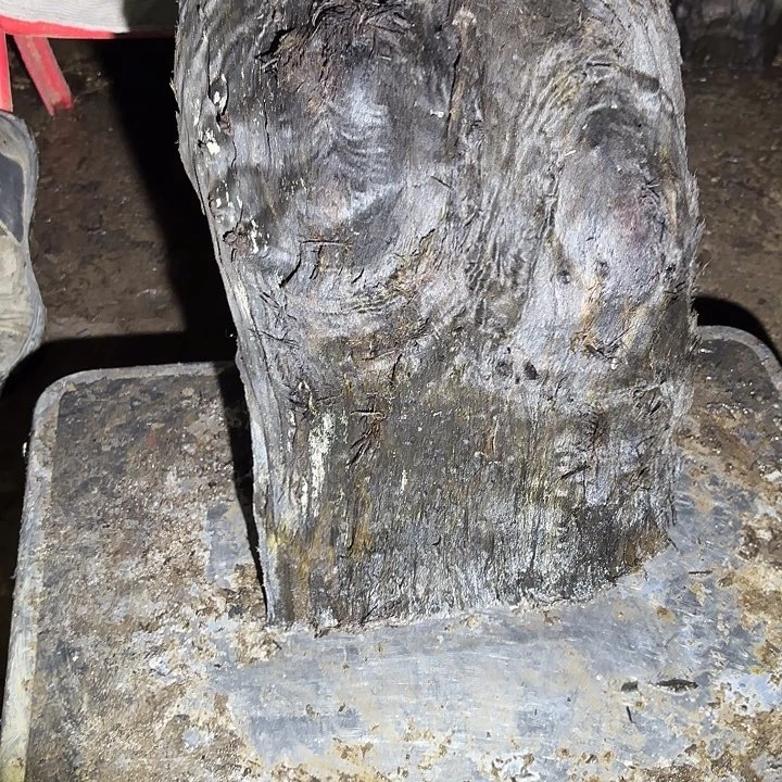 t***m金丝楠金丝楠阴沉木