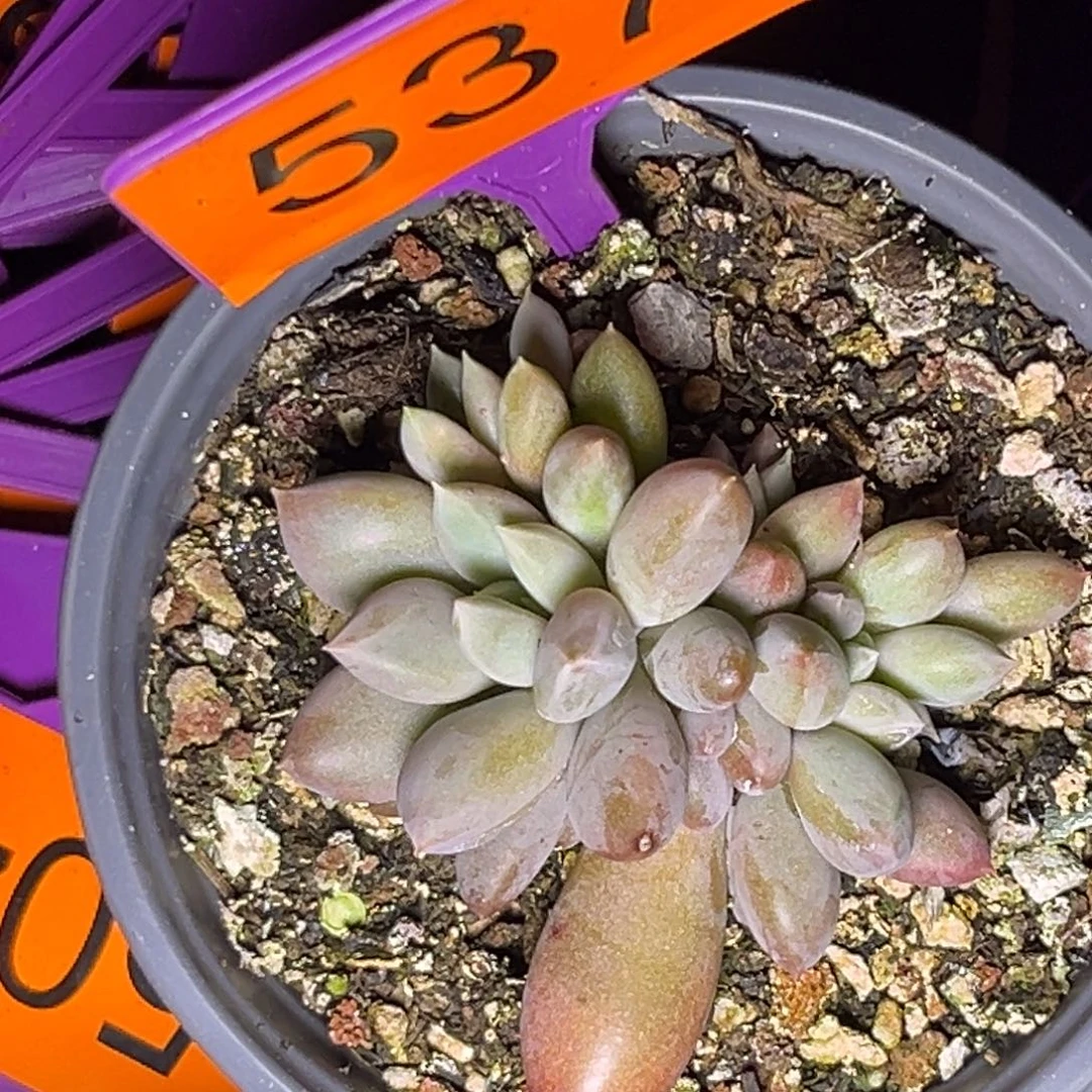 多肉植物海豚体哥特537