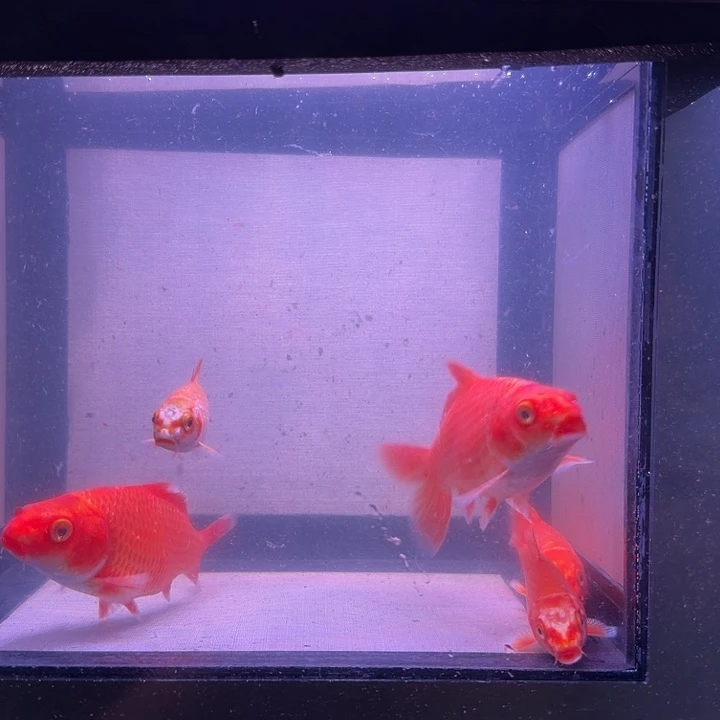 海水鱼哈哈哈哈哈哈