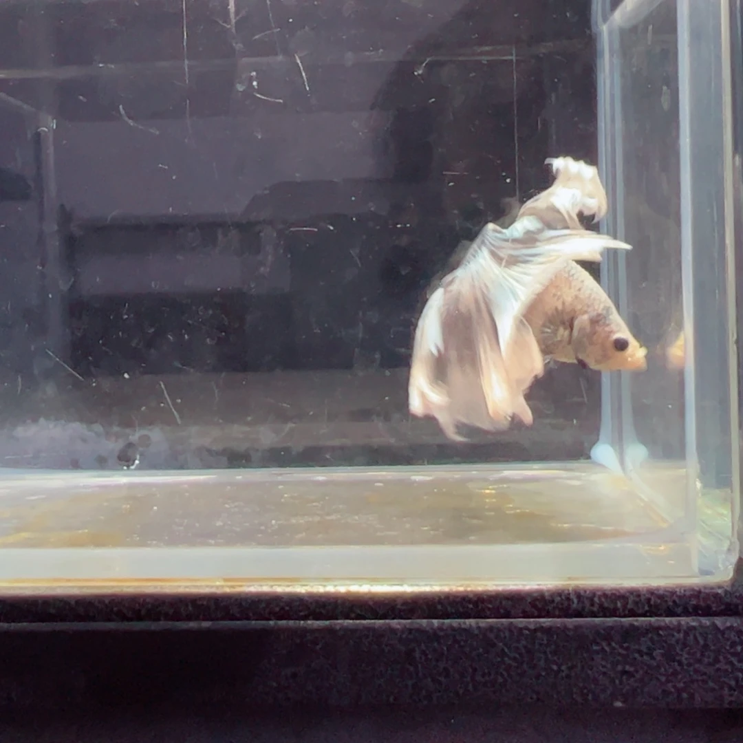 斗鱼浅色特殊尾hhhh