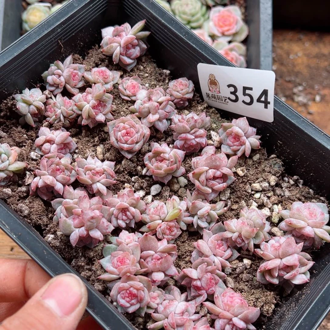 原****啊多肉植物多肉植物