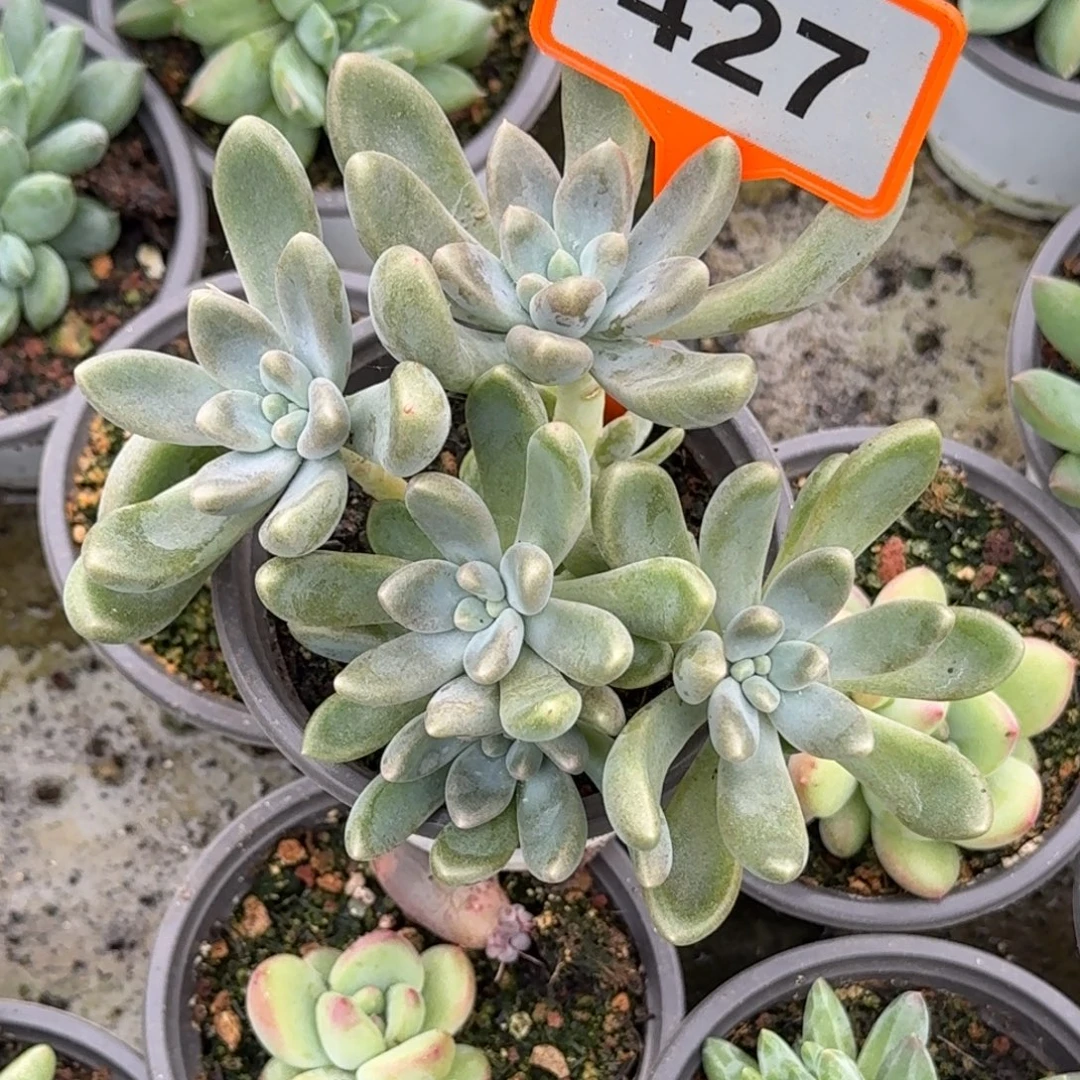 多肉植物哥特杂427
