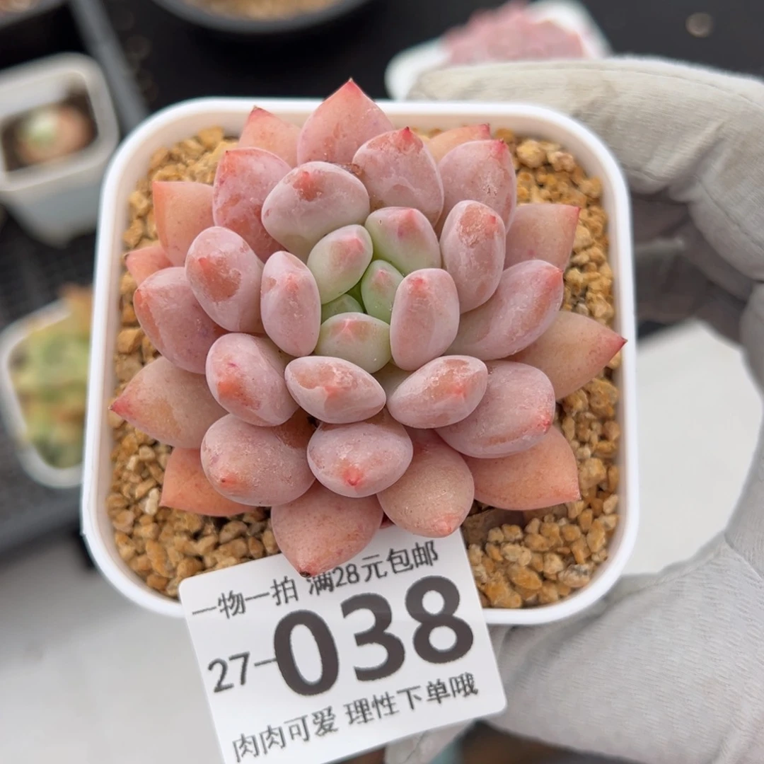 半夏多肉多肉多肉多肉