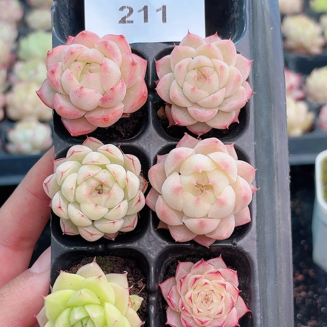 漣*漪211多肉多肉多肉多肉