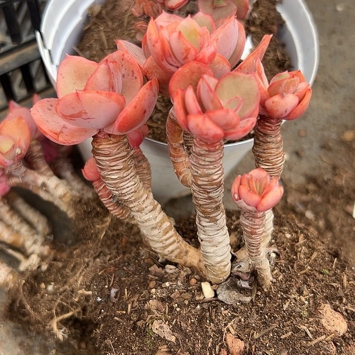 无花朵精品秀妍玫瑰老桩。