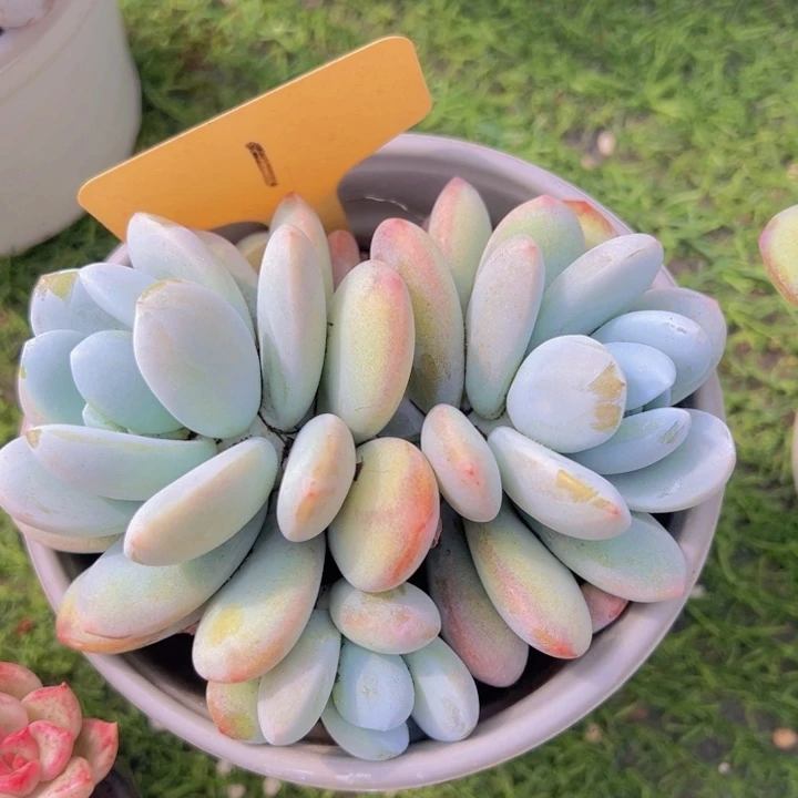 健健康康平平安安