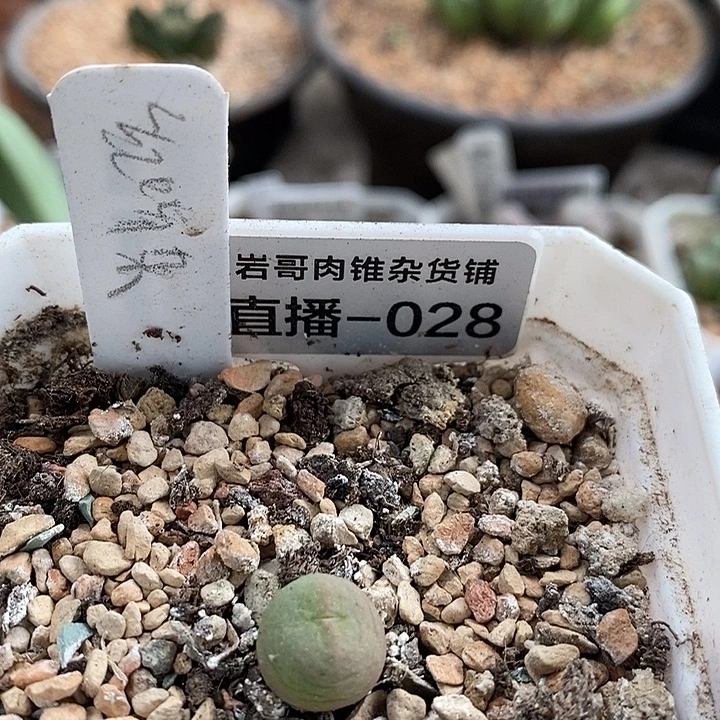 AP种源101P嘴杂毛