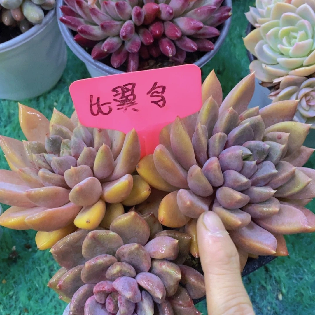 清货场，精品场一物一拍