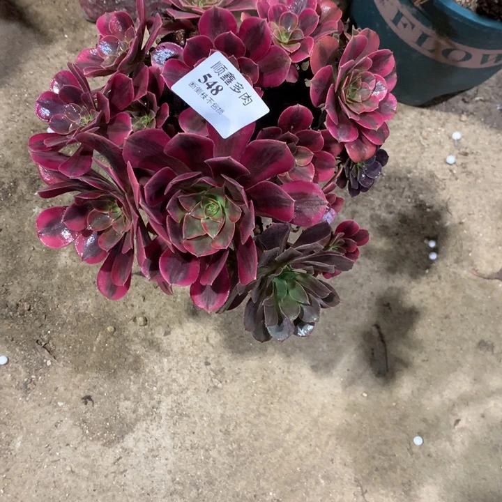 548蒙娜丽莎多肉植物特价