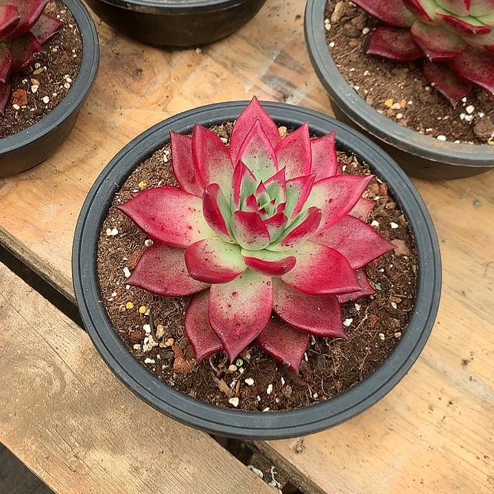 重***始美肉特价活动开始了