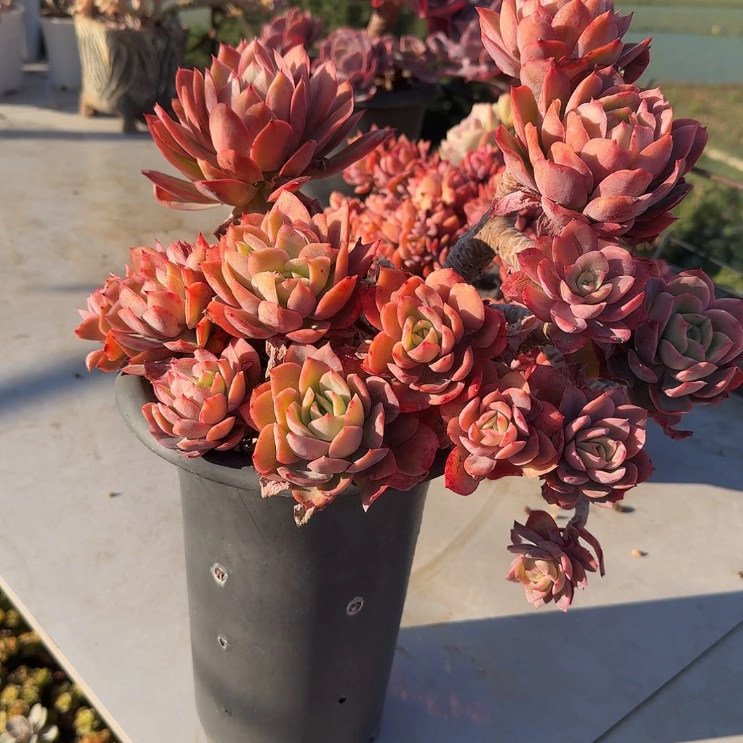 微***笑绮罗多肉植物一颗