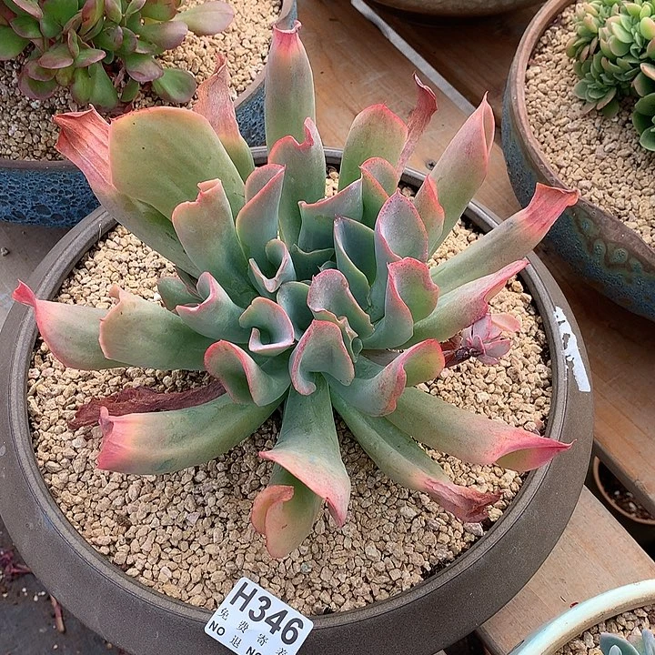 猪鼻子杂白凤 非偏远38包邮 节后发