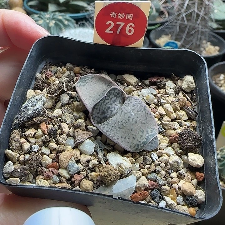 实生恐龙卧牛一棵