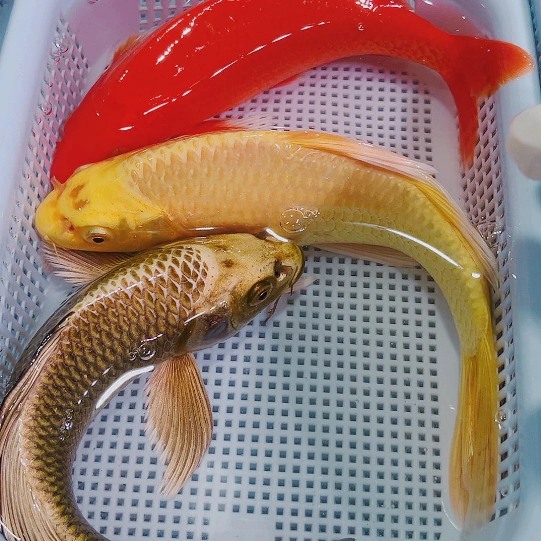 锦鲤锦鲤冷水观赏