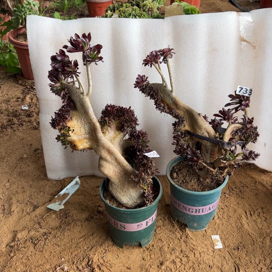 伤多两颗黑缀405.733