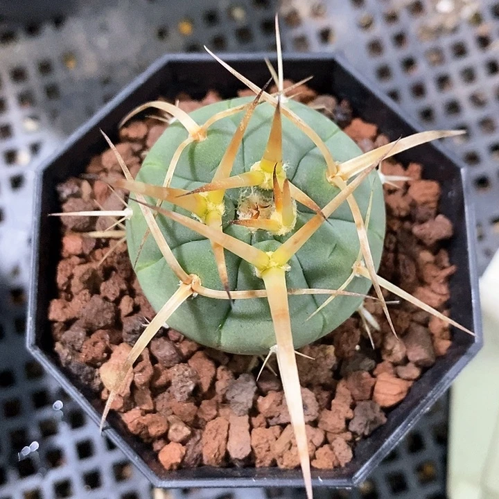 孤品实生顶级超级粗刺光琳玉3.9cm