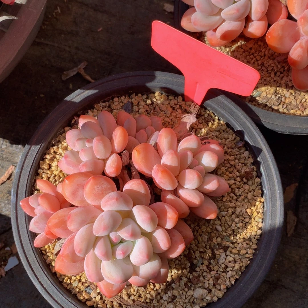 粉香水72727272727272