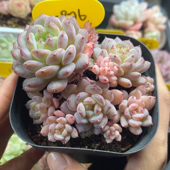 珍妮老桩群5976. .