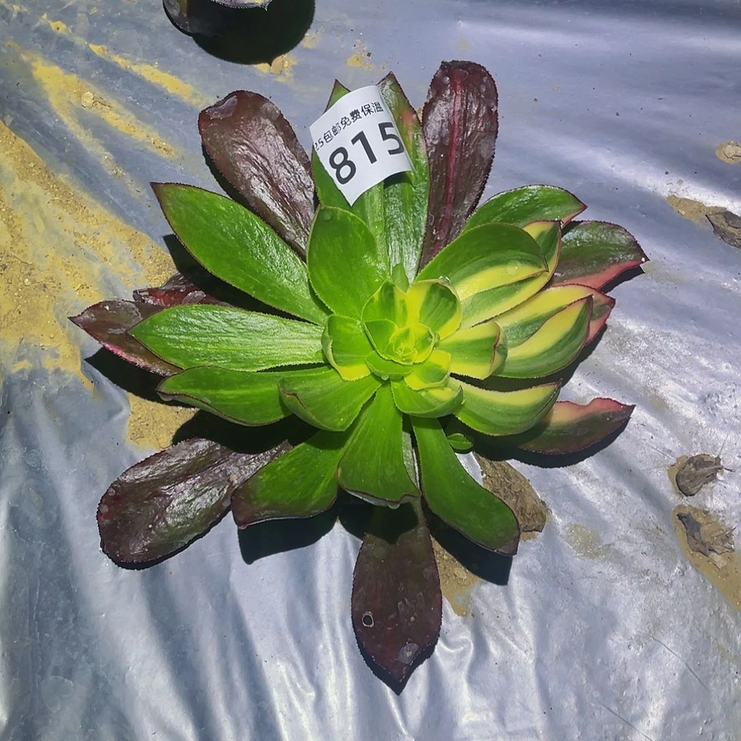 815魅影花脸多肉植物