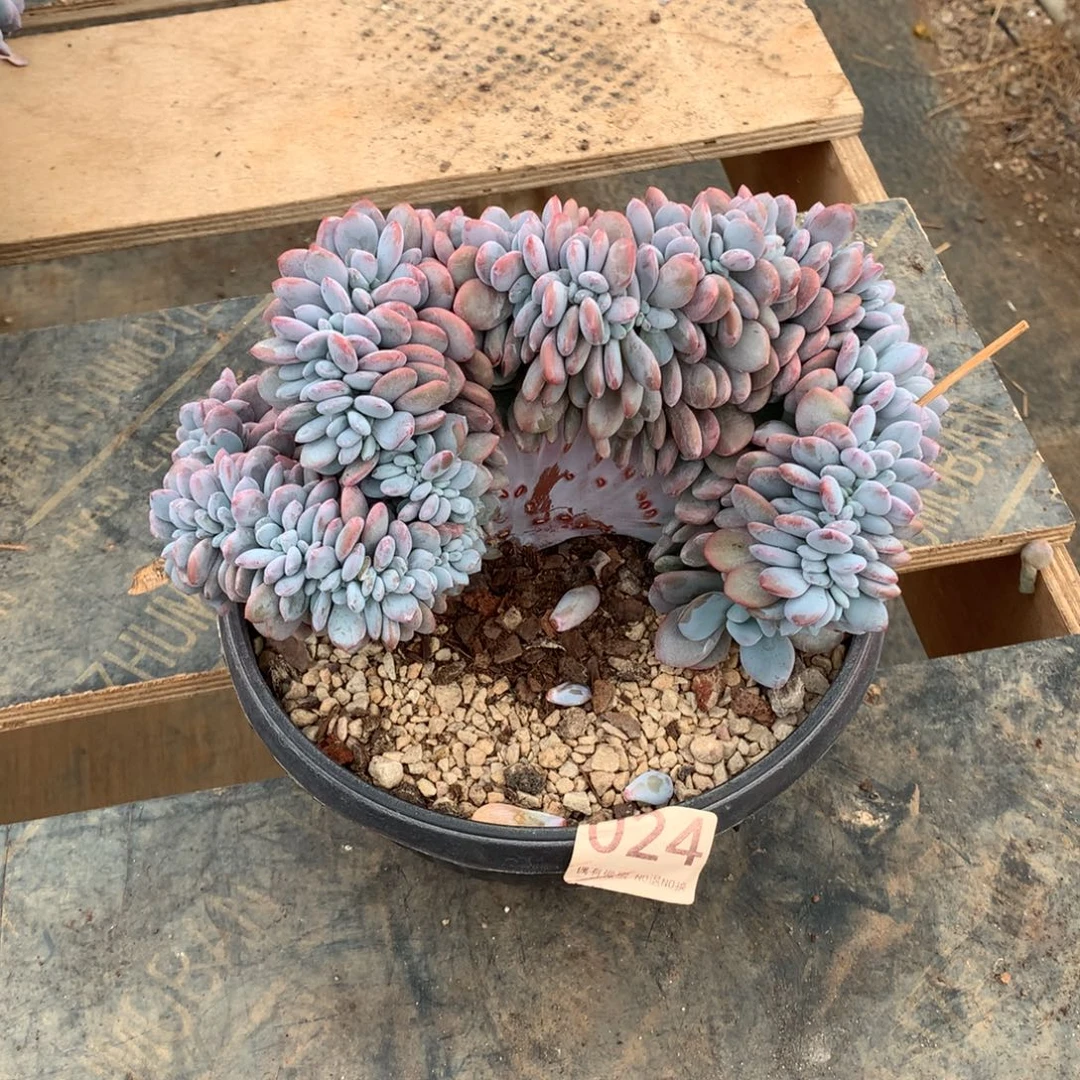 024粉兔缀化多肉植物