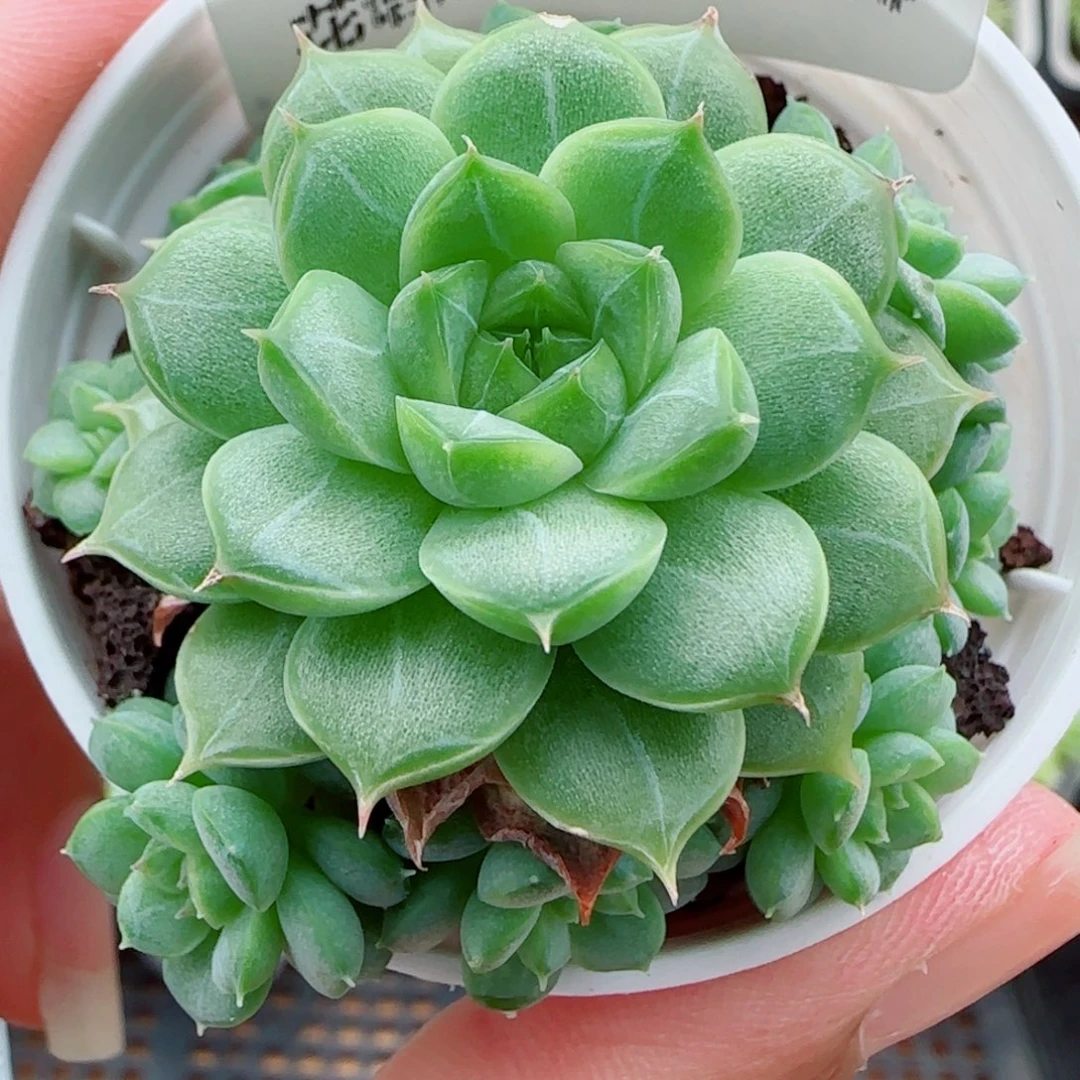 花语逸镜0924-94整