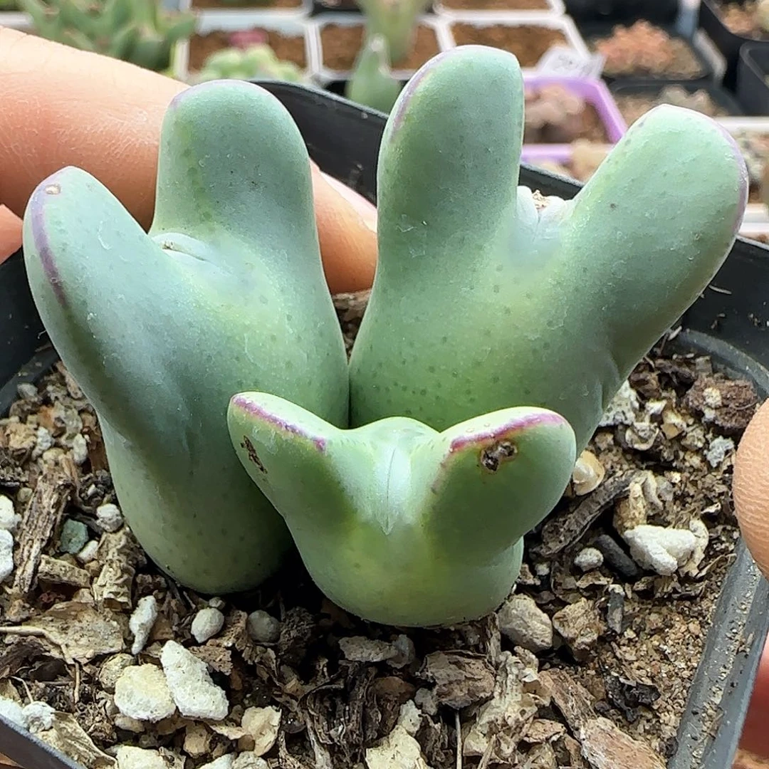 28包邮脱土发货29339